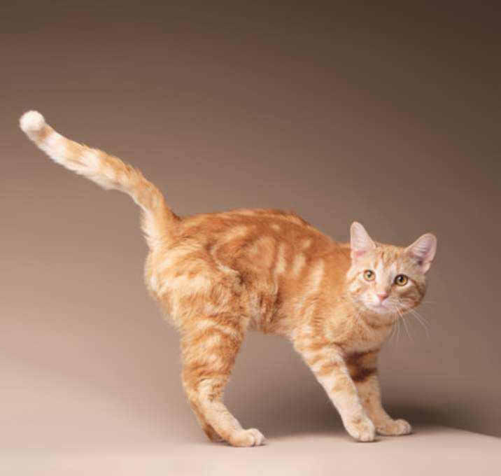 Photo of Rivet