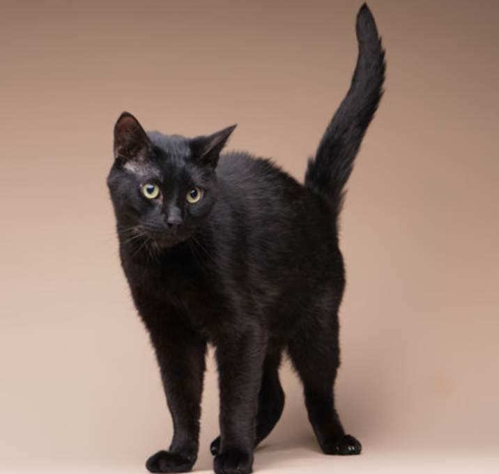 Photo of Jiji
