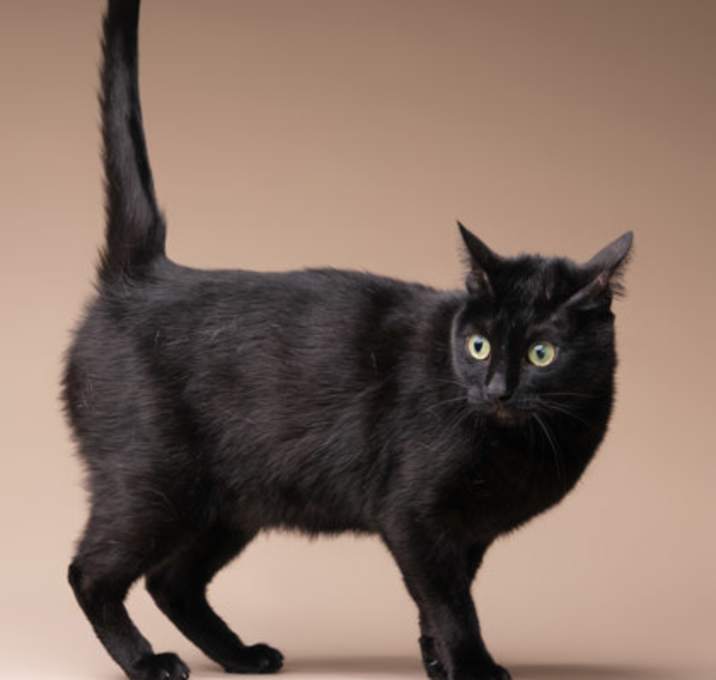 Photo of Okie