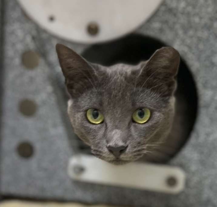 Photo of Laia (working cat)