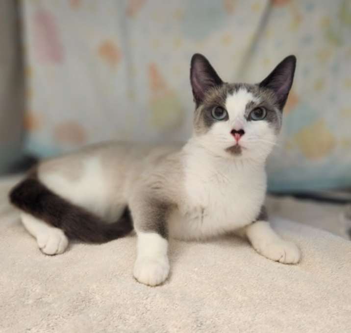 Photo of Rhinestone