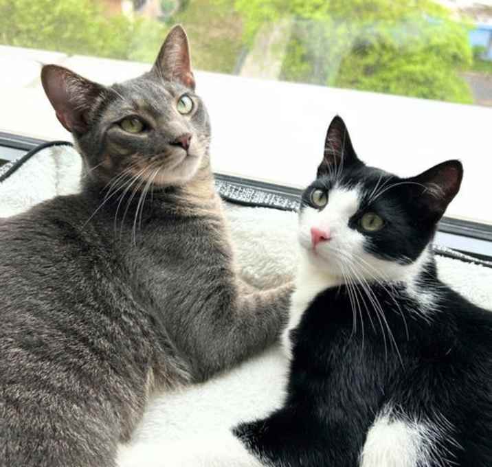Photo of Cadbury & Peeps