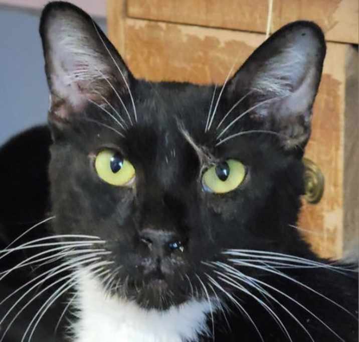Photo of Earl Grey
