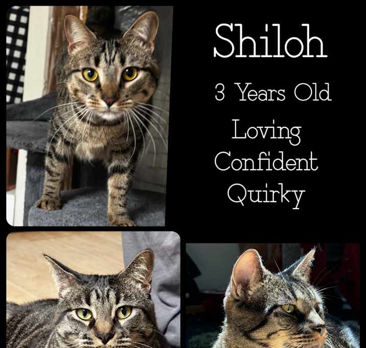Photo of Shiloh