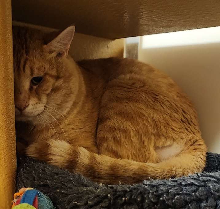 Photo of Cheeto