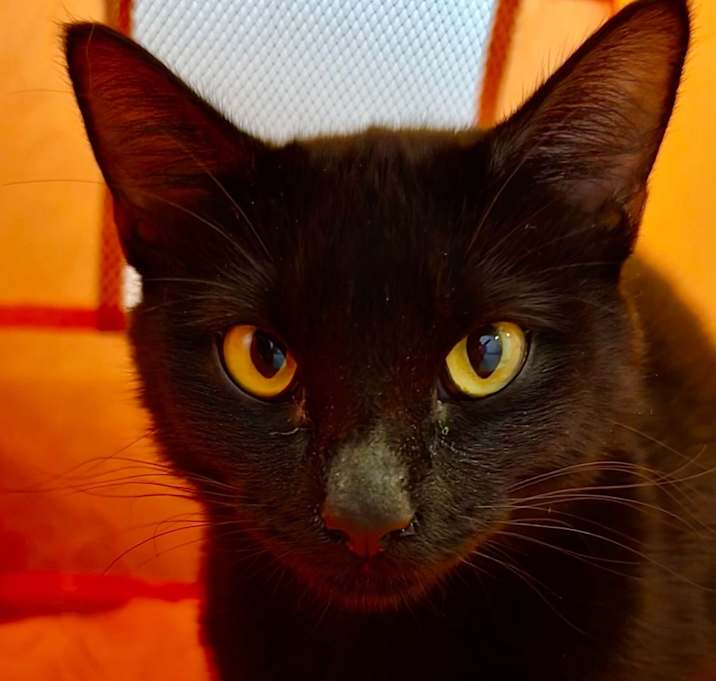 Photo of Clover