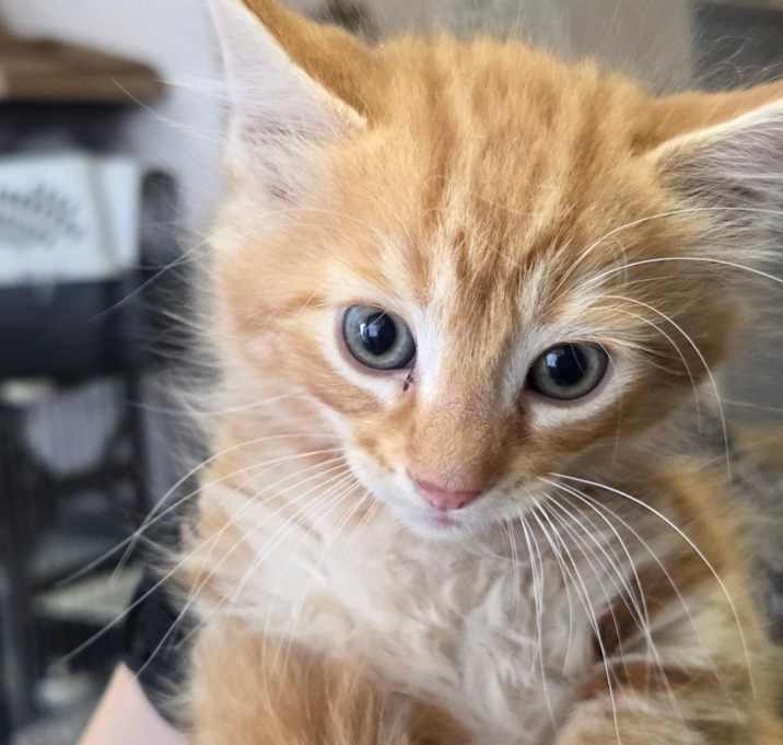 Photo of Raff