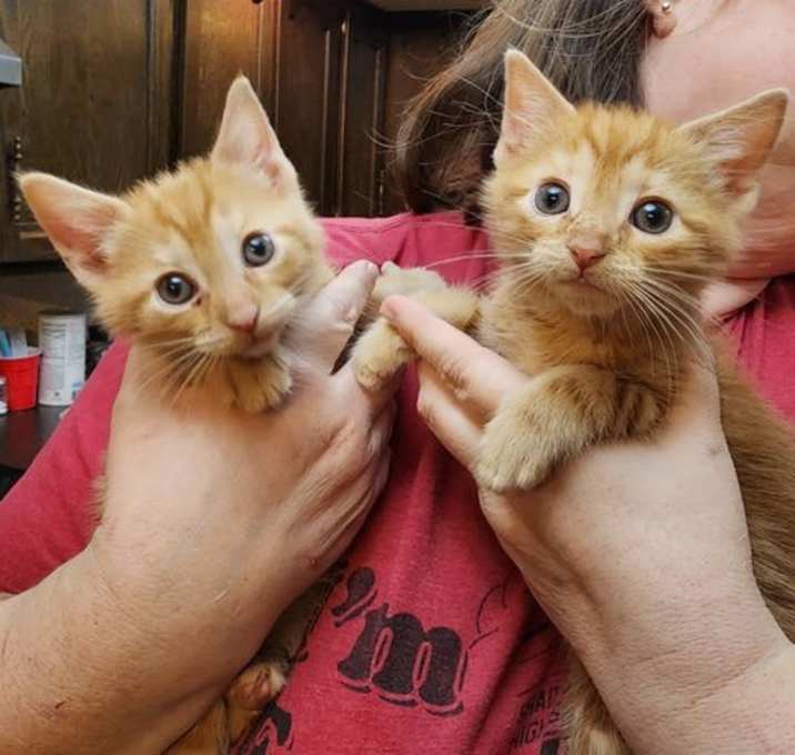 Photo of Jitterbug and Tango
