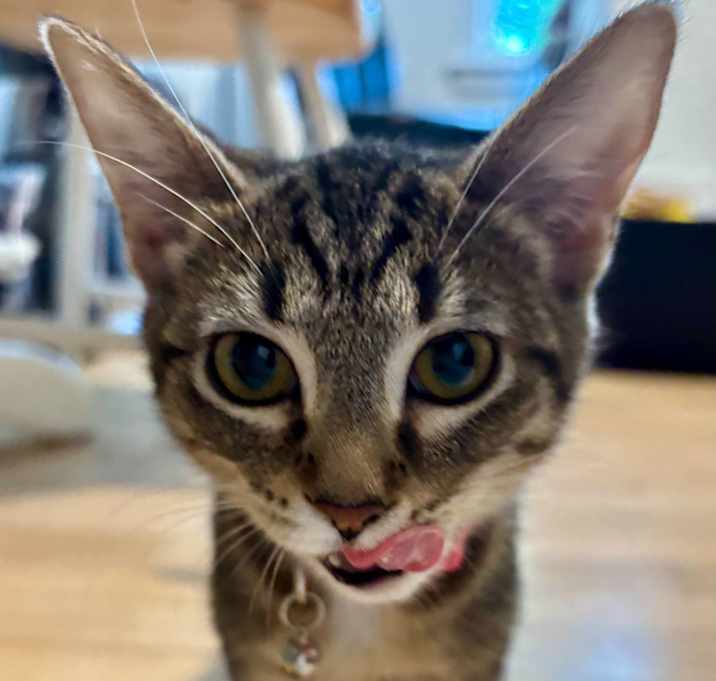 Photo of Lilo