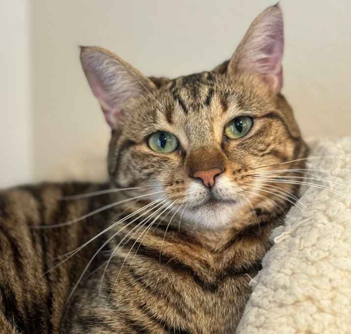 Photo of Marley