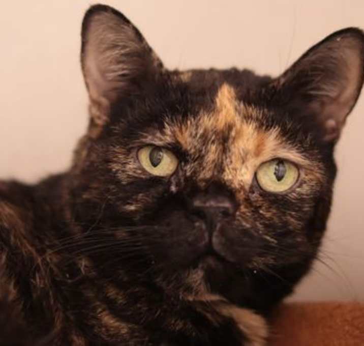 Photo of Tula