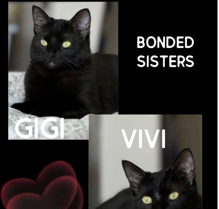 Photo of Vivi