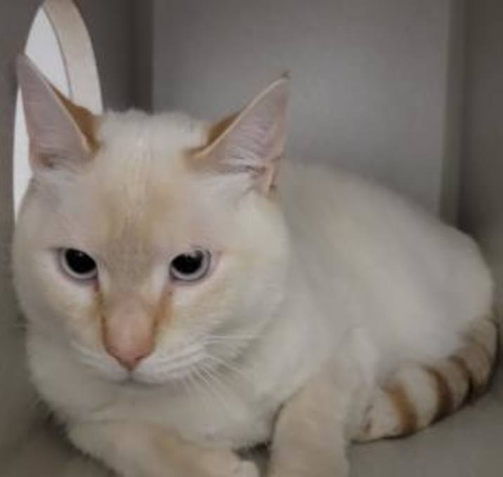 Photo of CHOWDER