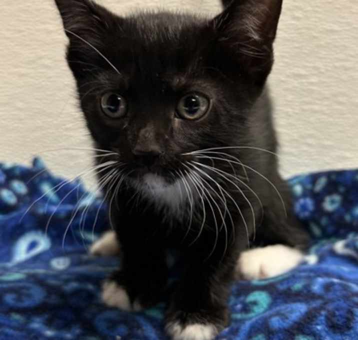 Photo of Dot