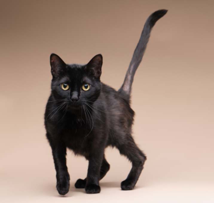 Photo of Tipper