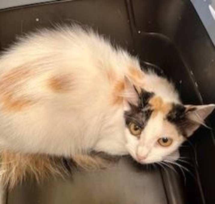 Photo of Saffron