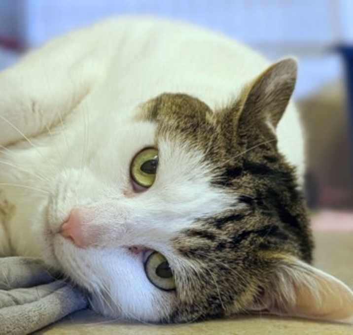 Photo of Missy