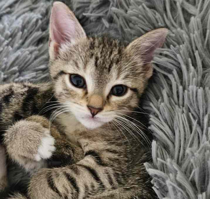 Photo of Dunkin