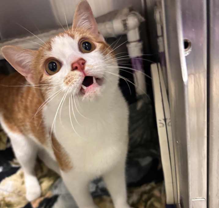 Photo of BHSI-Stray-4949