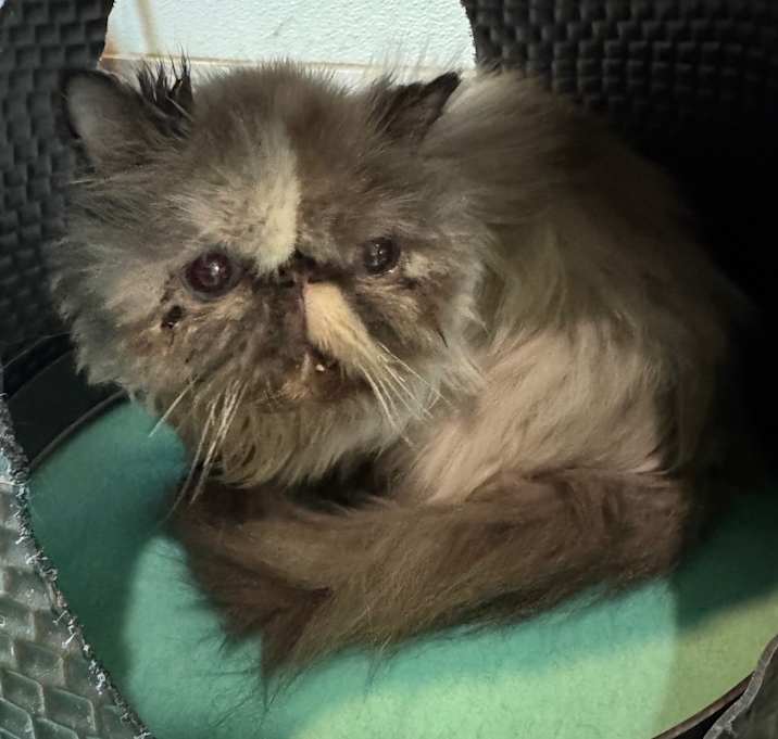 Photo of Peanut