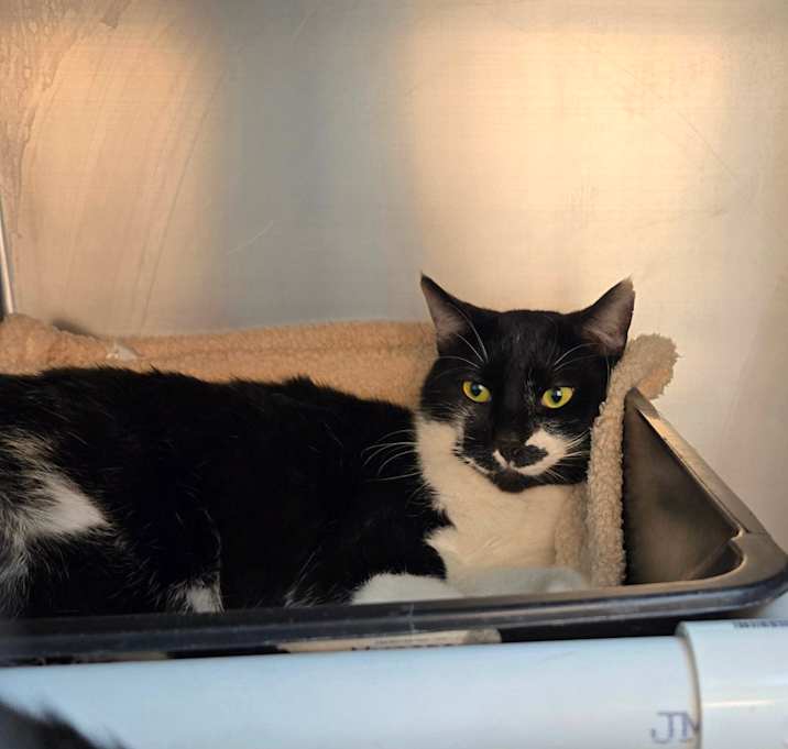 Photo of Whiskey