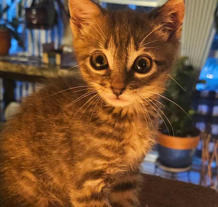 Photo of Pawl
