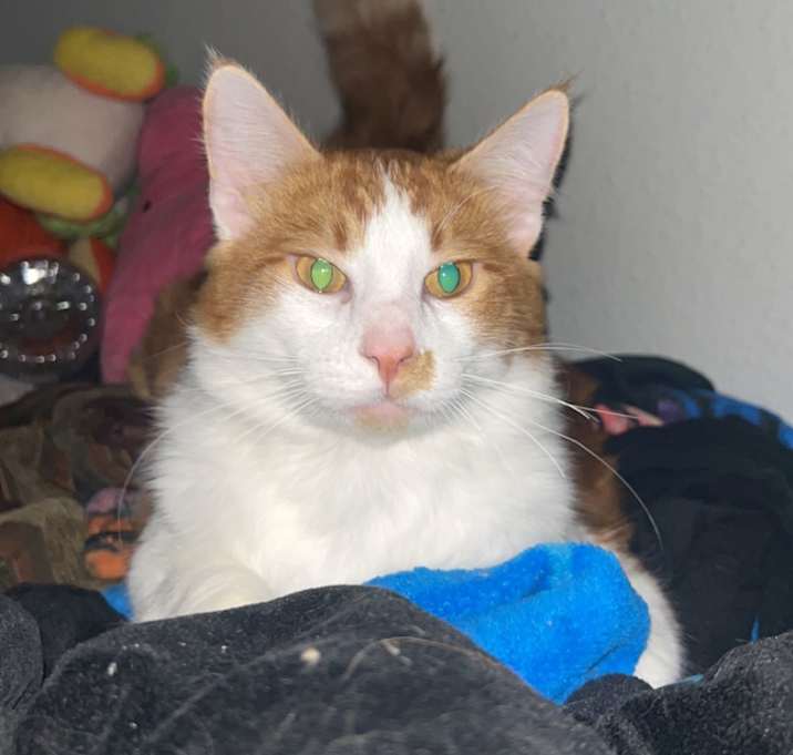Photo of Bojack