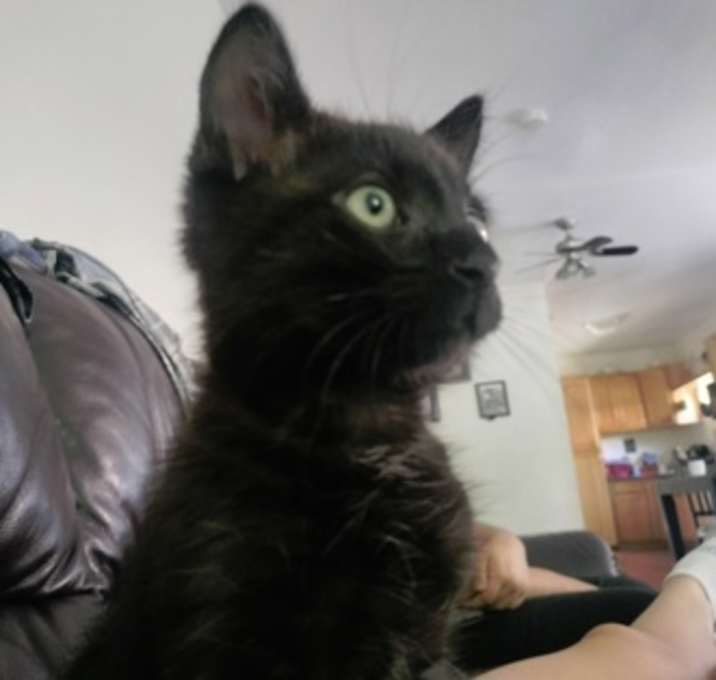 Photo of Biscuit