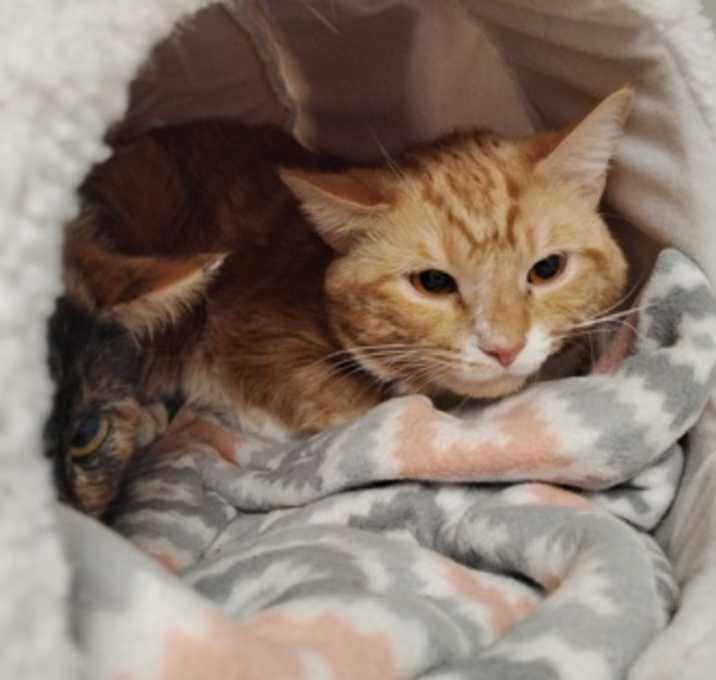 Photo of Mittens