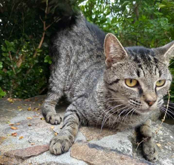 Photo of Marble