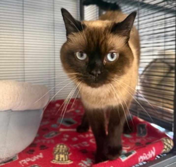 Photo of Catsby