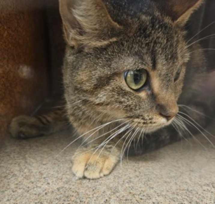 Photo of TNR 1500 Cedarcrest