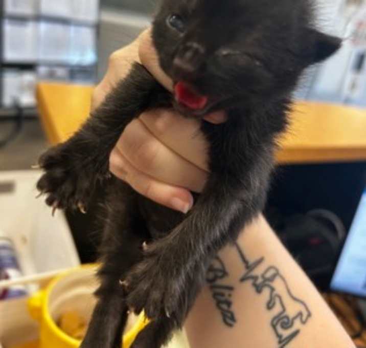 Photo of Onyx
