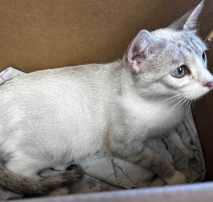 Photo of Diamond