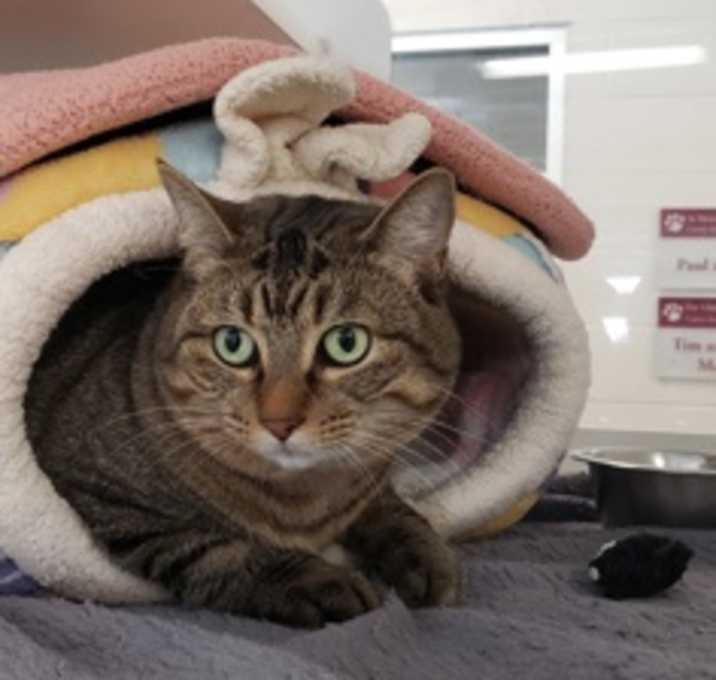 Photo of Conway Kitty - Stratford