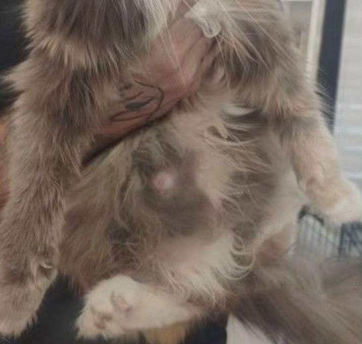 Photo of Marble BONDED with Milo