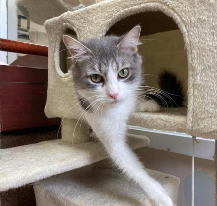 Photo of Velvet