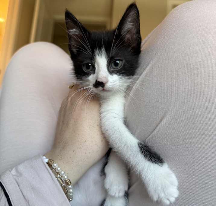 Photo of Spot