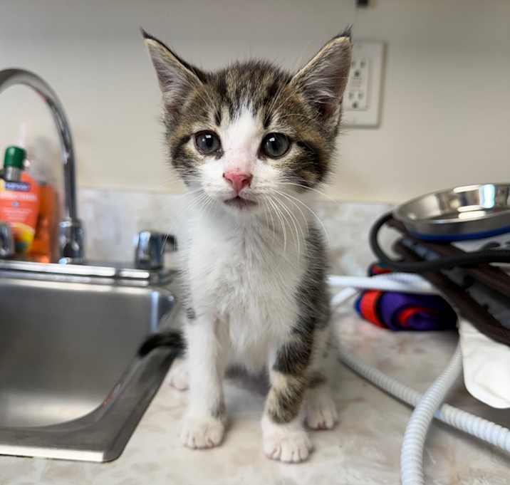 Photo of TUSC-Stray-80521