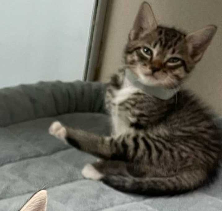 Photo of Cookie-grey