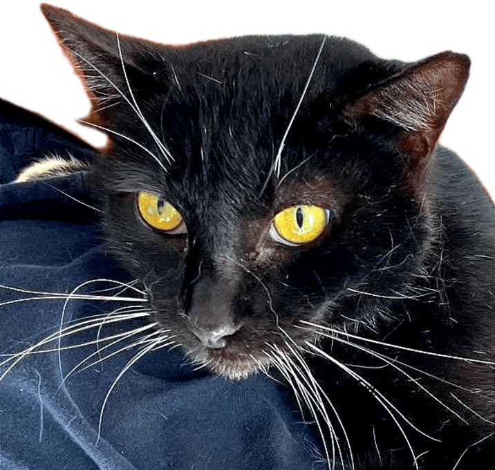 Photo of Tux