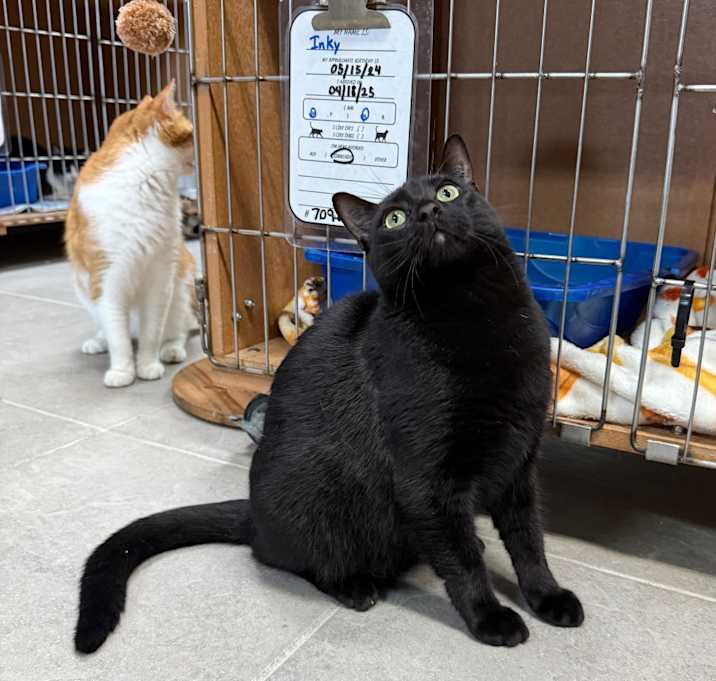 Photo of Inky