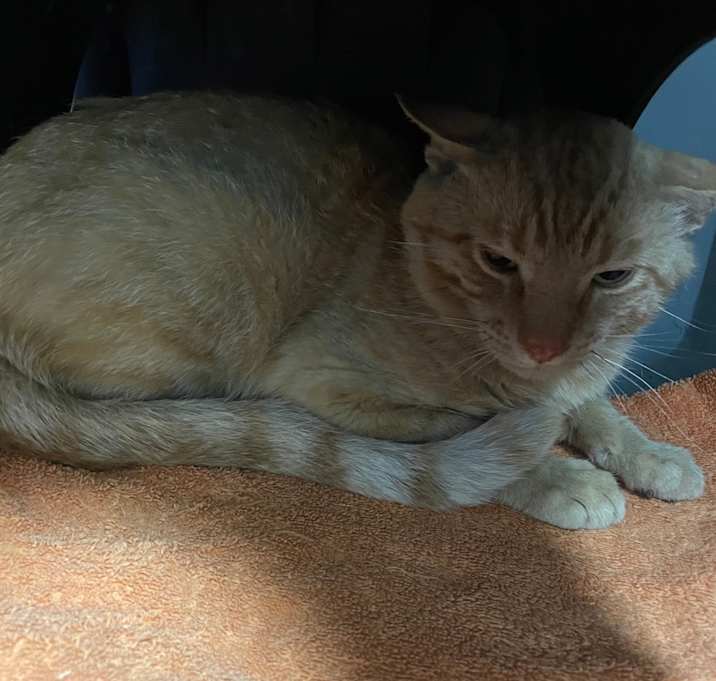 Photo of Barn Cat 15