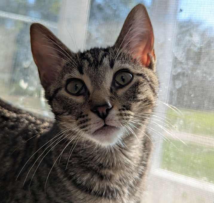 Photo of Biscuit 