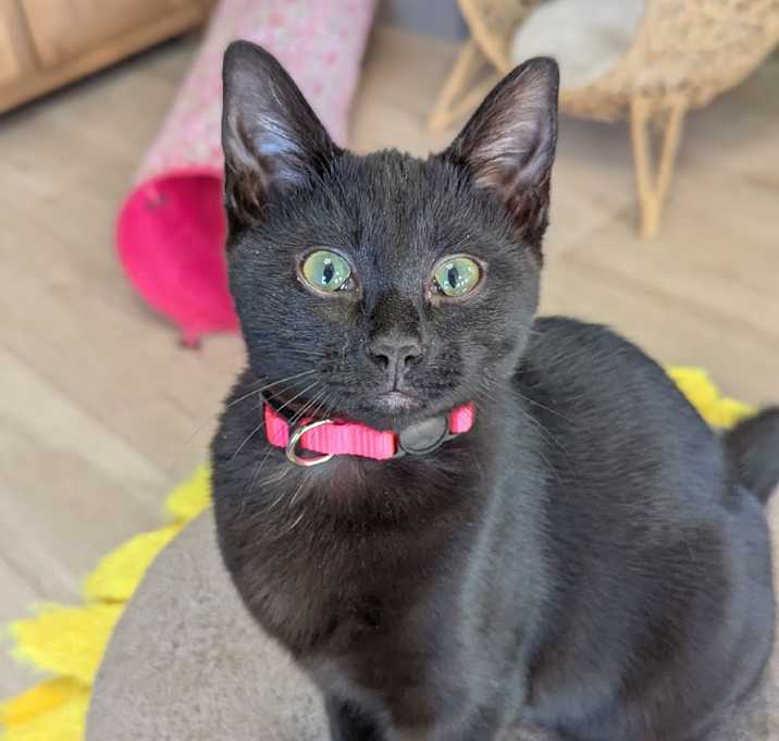 Photo of Muffin