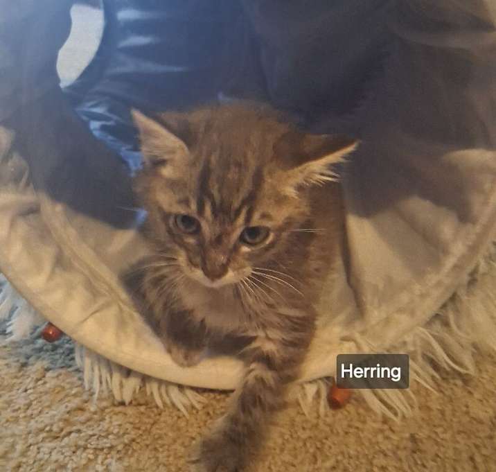 Photo of Herring