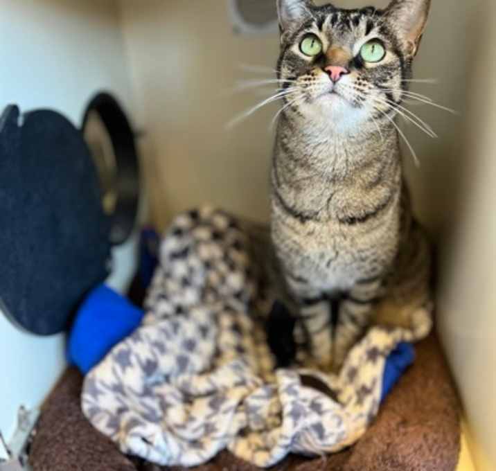 Photo of Miss Kitty