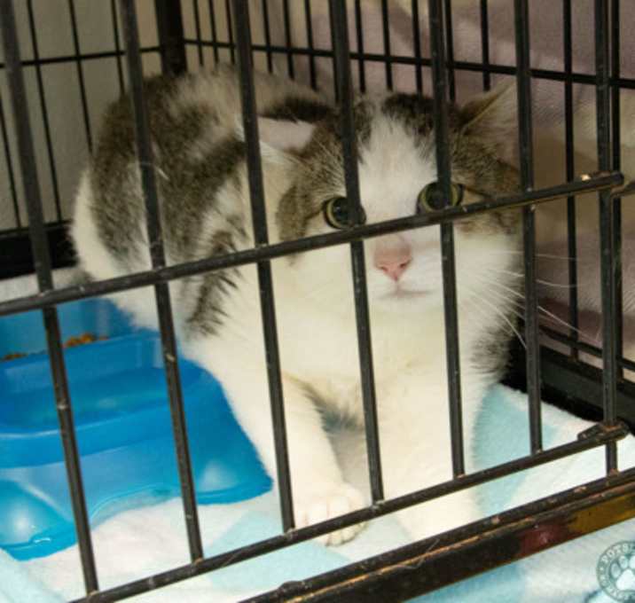 Photo of Tortoise (barn cat)
