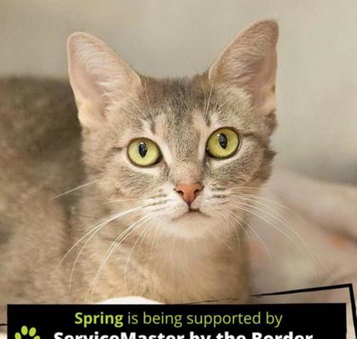 Photo of Spring
