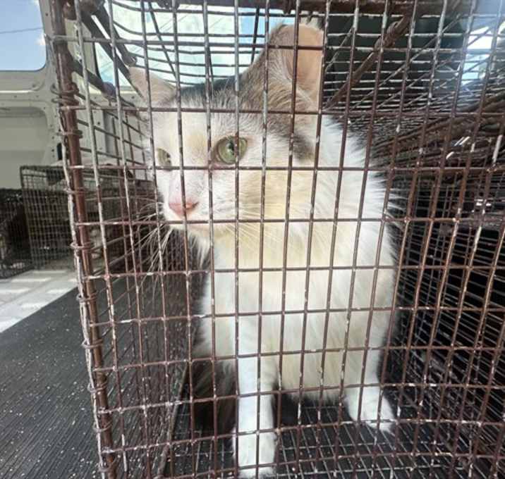 Photo of BUTTERCUP